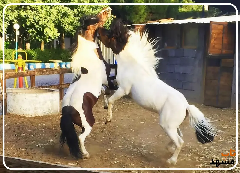 سوارکاری مشهد